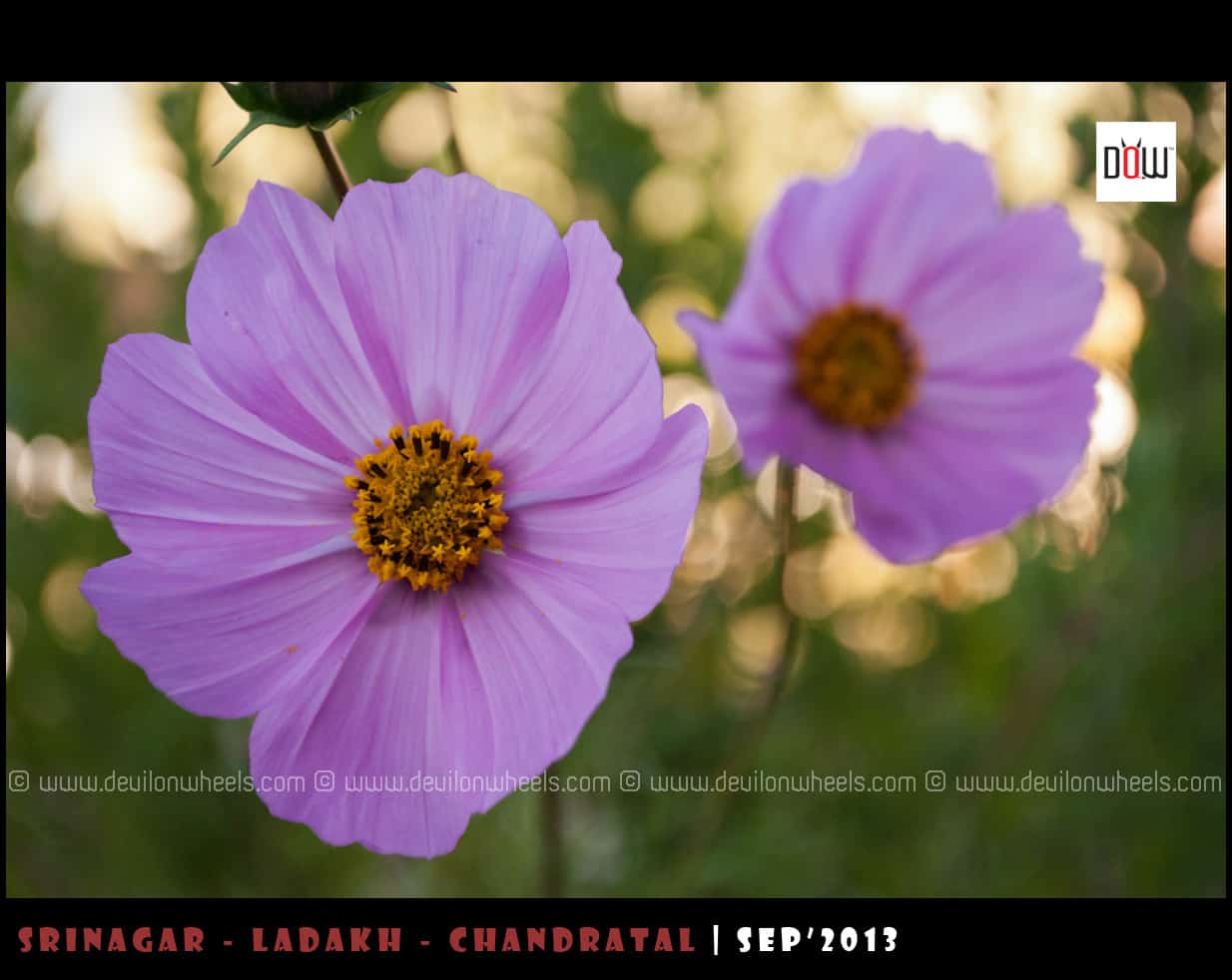Beautiful Flowers from Leh - Ladakh