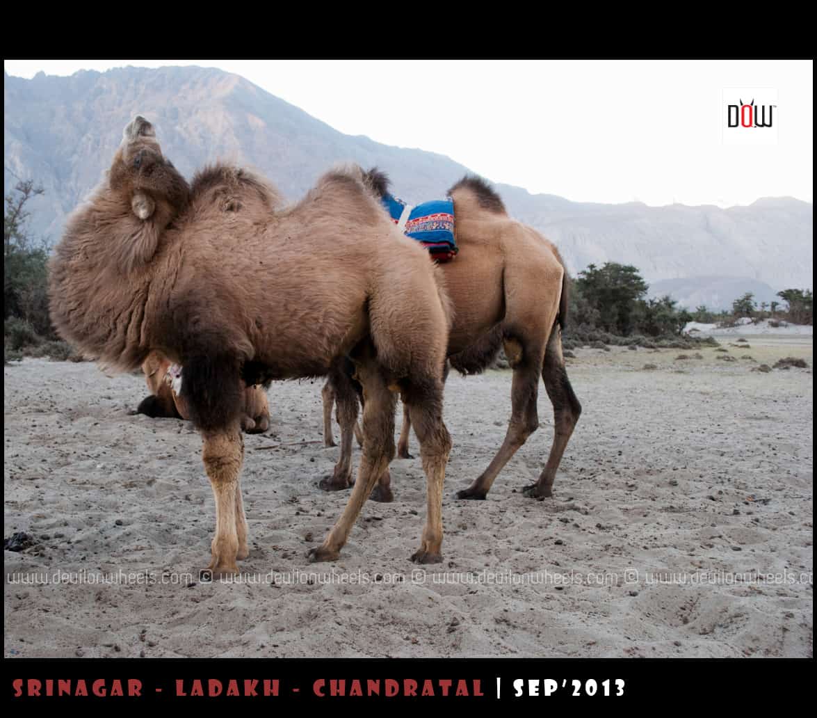 Double Humped Camels at Hunder, Nubra Valley