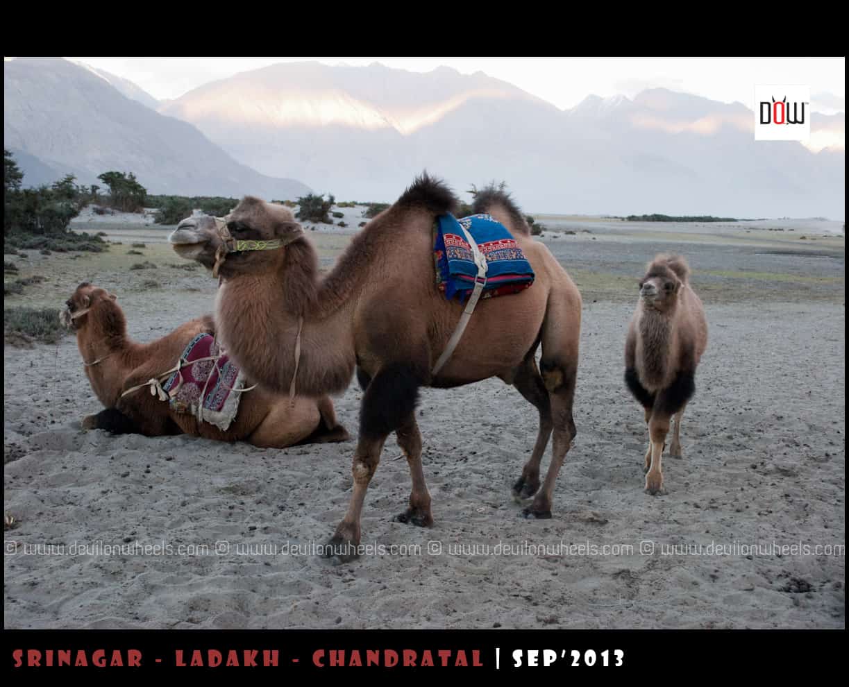 Double Humped Camels at Hunder, Nubra Valley