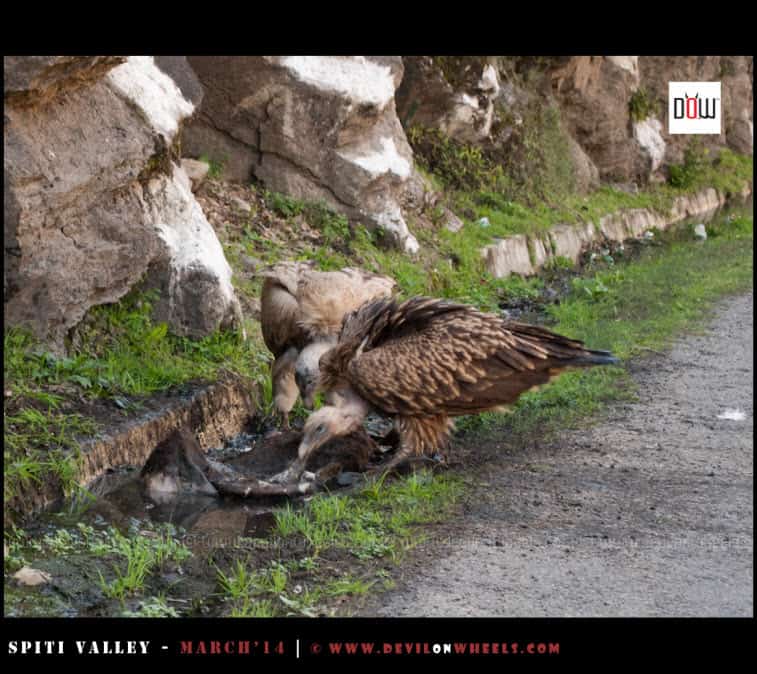 The Scavengers on NH-22 | Vultures having a treat