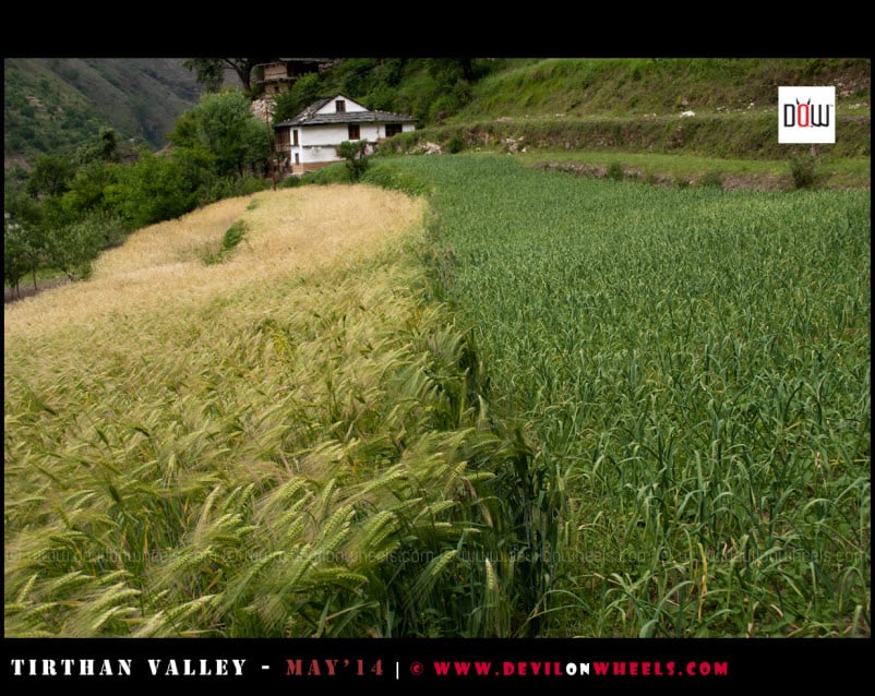 Different shades of Green in Tirthan Valley