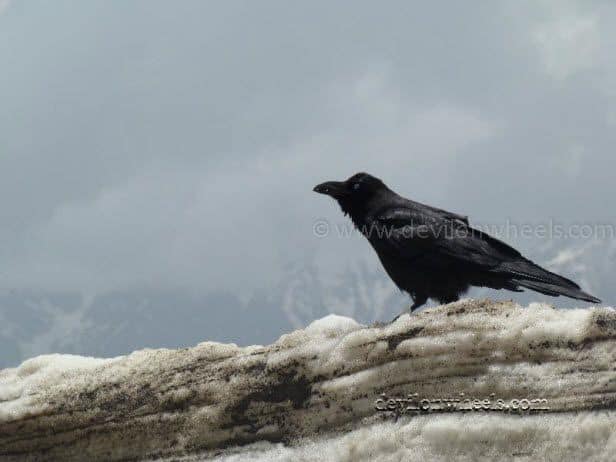 A Raven at Rohtang Pass